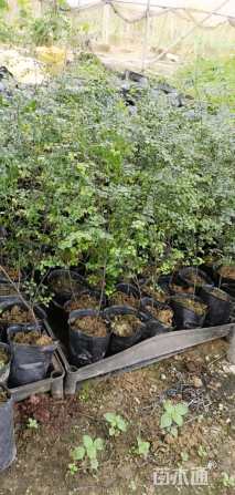 0.3公分印度紫檀