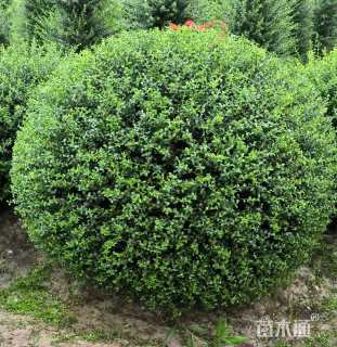 高度60厘米川滇蜡树