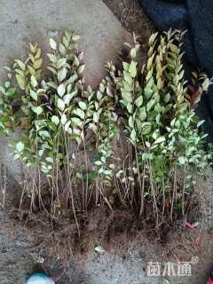 高度40厘米金叶女贞小苗