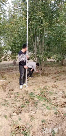 丛生白蜡