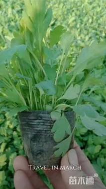 高度15厘米冰岛虞美人