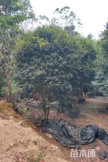 高度400厘米嘉宝果