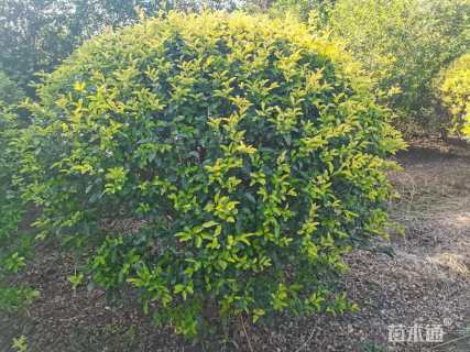 冠幅150厘米金禾女贞球