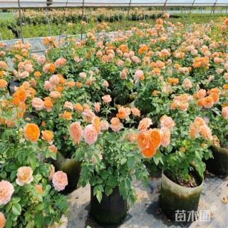 高度40厘米果汁阳台月季