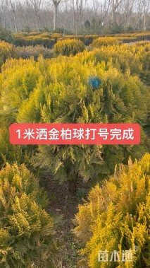 冠幅200厘米洒金柏球