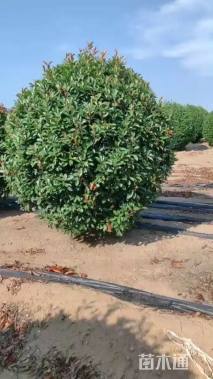 冠幅180厘米红叶石楠球