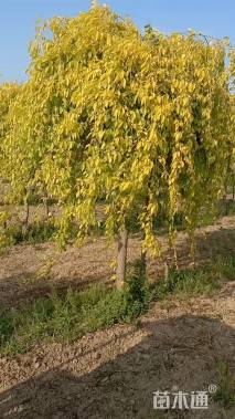 13公分金叶垂榆