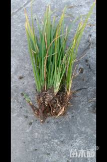 高度30厘米石菖蒲