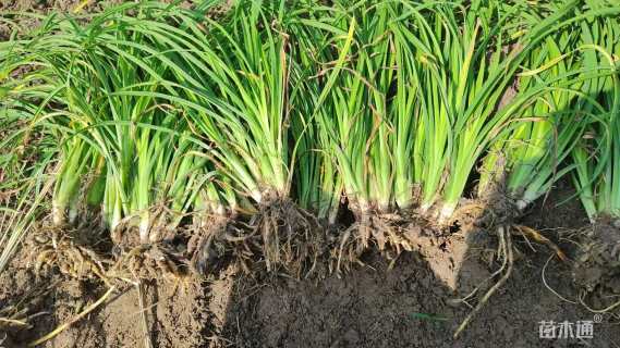 高度15厘米常绿萱草