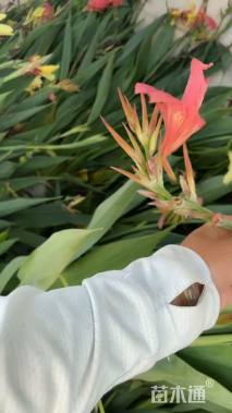 高度25厘米水生美人蕉
