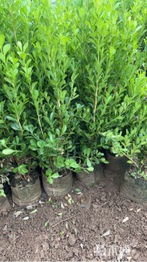 高度45厘米瓜子黄杨