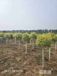 10公分金叶丝棉木