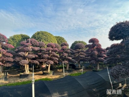 15公分造型红花继木桩