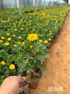 高度25厘米孔雀草