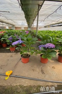 高度30厘米无尽夏绣球