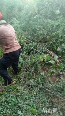 高度100厘米香花槐小苗