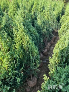 高度120厘米河南桧