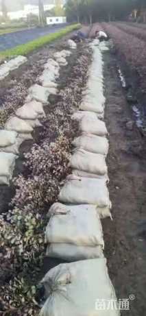 高度30厘米红花继木