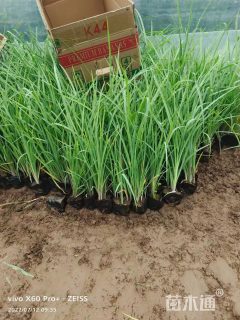 高度20厘米紫露草