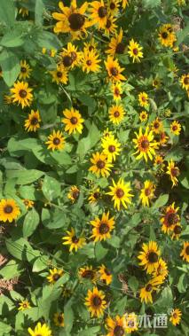 高度10厘米金光菊