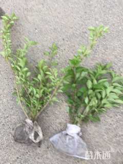 高度40厘米连翘