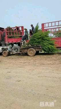 高度100厘米蜀桧