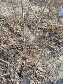 高度60厘米乌桕小苗