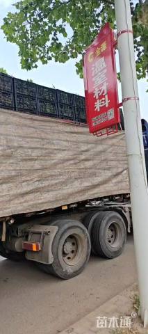 高度20厘米超级鼠尾草