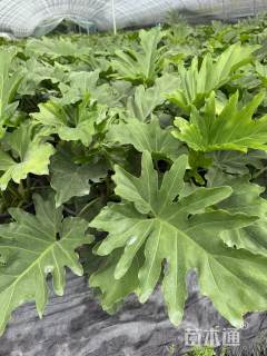 高度30厘米春羽