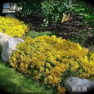 黄花香雪球种子香雪球种子