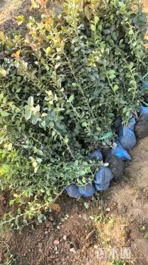 60厘米大叶扶芳藤