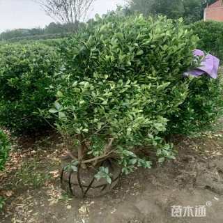 冠幅200厘米大叶黄杨球