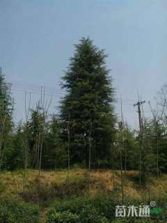 高度900厘米雪松