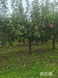 15公分梨树