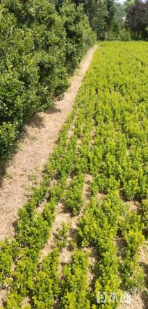 高度25厘米小叶黄杨