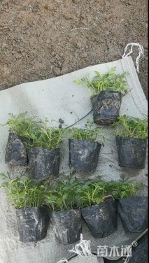 高度10厘米美女樱