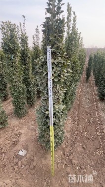 高度220厘米北海道黄杨柱