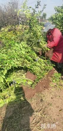 高度80厘米连翘