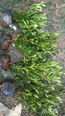 高度50厘米大叶栀子