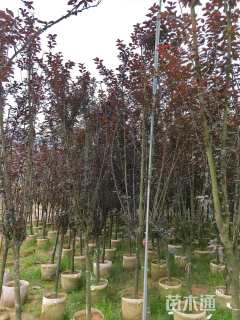 6公分紫叶李
