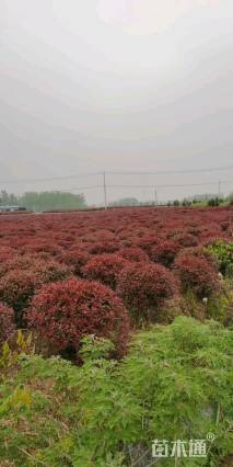 冠幅150厘米红叶石楠球