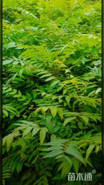 0.6公分红油香椿