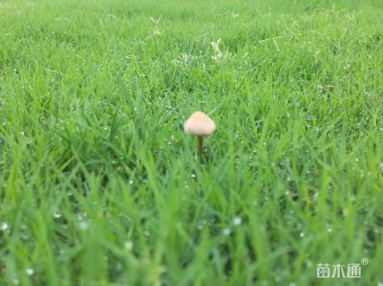 B-中等草毯