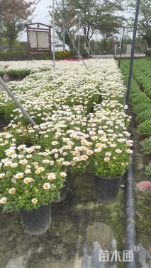 高度25厘米白晶菊