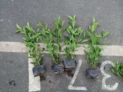 高度30厘米大叶栀子小苗