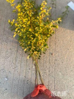 高度45厘米火棘