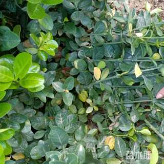 高度50厘米北海道黄杨小苗