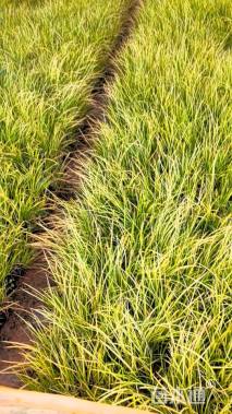 高度20厘米金叶石菖蒲