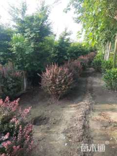 高度120厘米红叶小檗