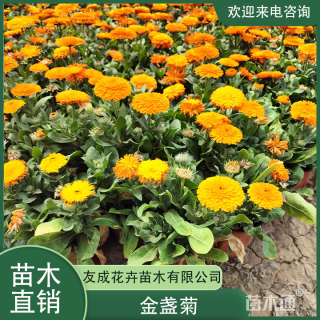 高度10厘米金盏菊